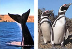 Foto Puerto Madryn - Ballenas y Pingüinos
