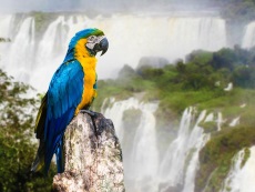 Iguazu Falls